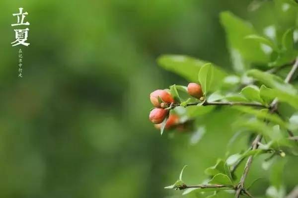 却是石榴知立夏的翻译,却是石榴知立夏年年花开什么意思