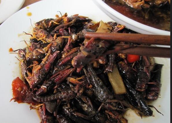 食虫植物怎么吃虫子,食虫植物是怎么吃掉虫子的