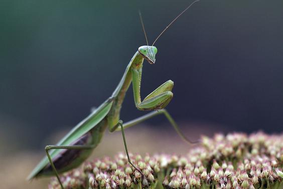 食虫植物怎么吃虫子,食虫植物是怎么吃掉虫子的