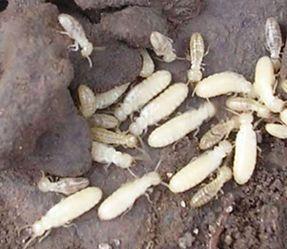 食虫植物怎么吃虫子,食虫植物是怎么吃掉虫子的