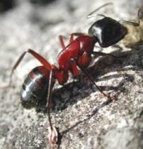 食虫植物怎么吃虫子,食虫植物是怎么吃掉虫子的