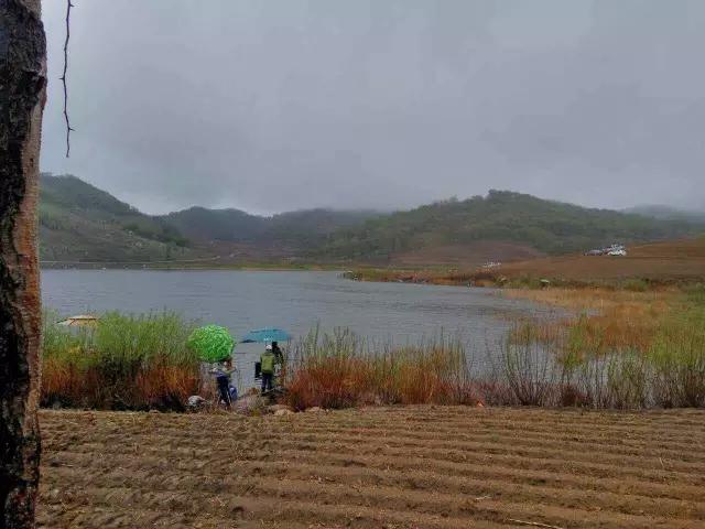 化氏速散颗粒适合用什么饵料钓,化氏不空军饵料和蓝鲫哪个好用