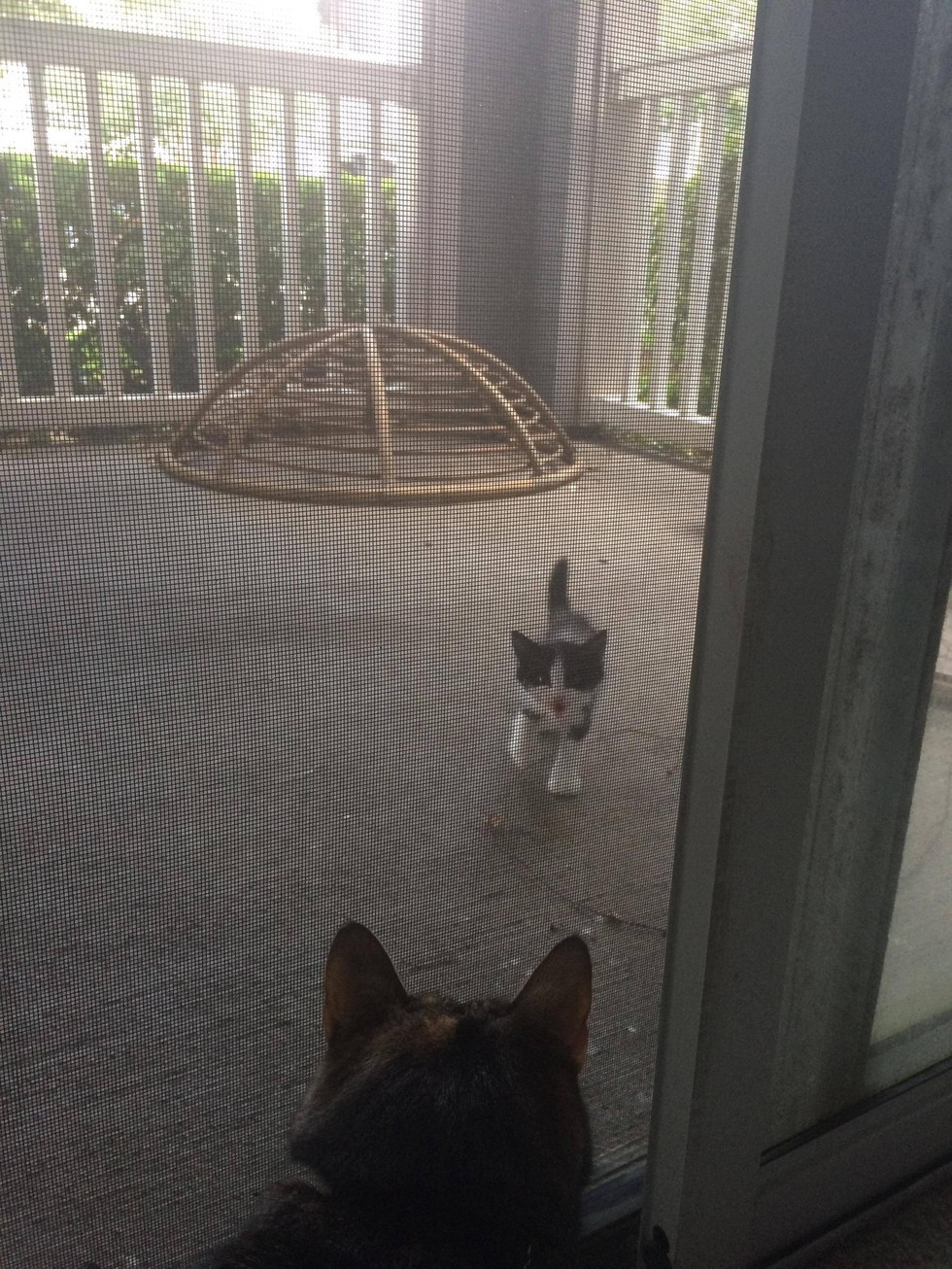 小流浪猫怕人可以强制抓回去吗,流浪猫主动求收养被赶走