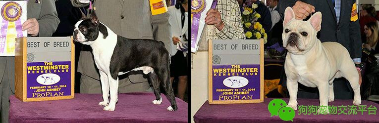 狗狗的肢体语言大揭秘,狗狗的肢体语言你了解吗