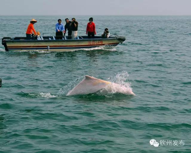 钦州三娘湾免费门票,钦州三娘湾景区现在还收费吗