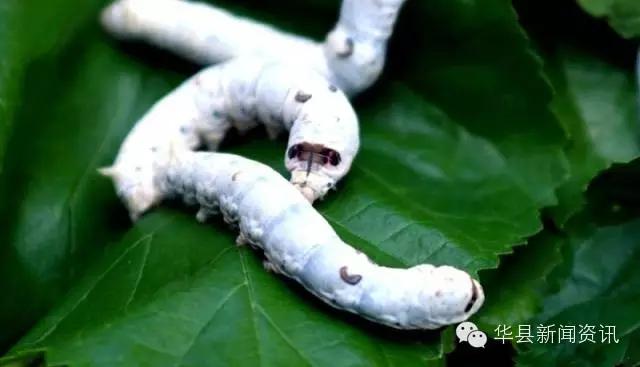 老家白白胖胖的白色虫子,小时候白色的虫子