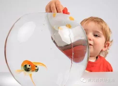 家里有孩子的适合养什么短毛宠物,学生党适合养1-5块钱的宠物