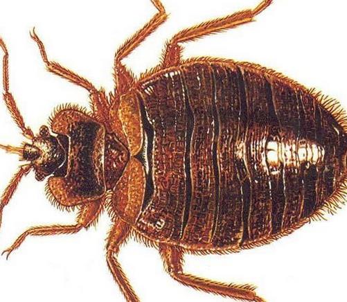 鍒铏墮瀹充簡瀛╁瓙,鍒铏瓙姣佹帀瀛╁瓙