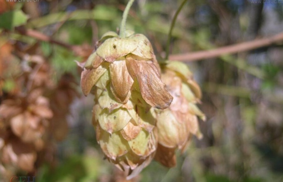 宅及鲜美酒汇:三招辨别真假喜力啤酒。