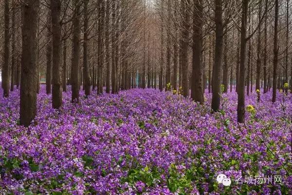 大事件！扬州要改名了！尼哪块不晓得？