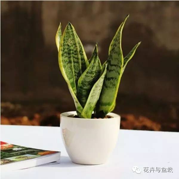 吸甲醛的绿植存放家里多久可扔掉,吸甲醛的绿植排名前十名绿萝