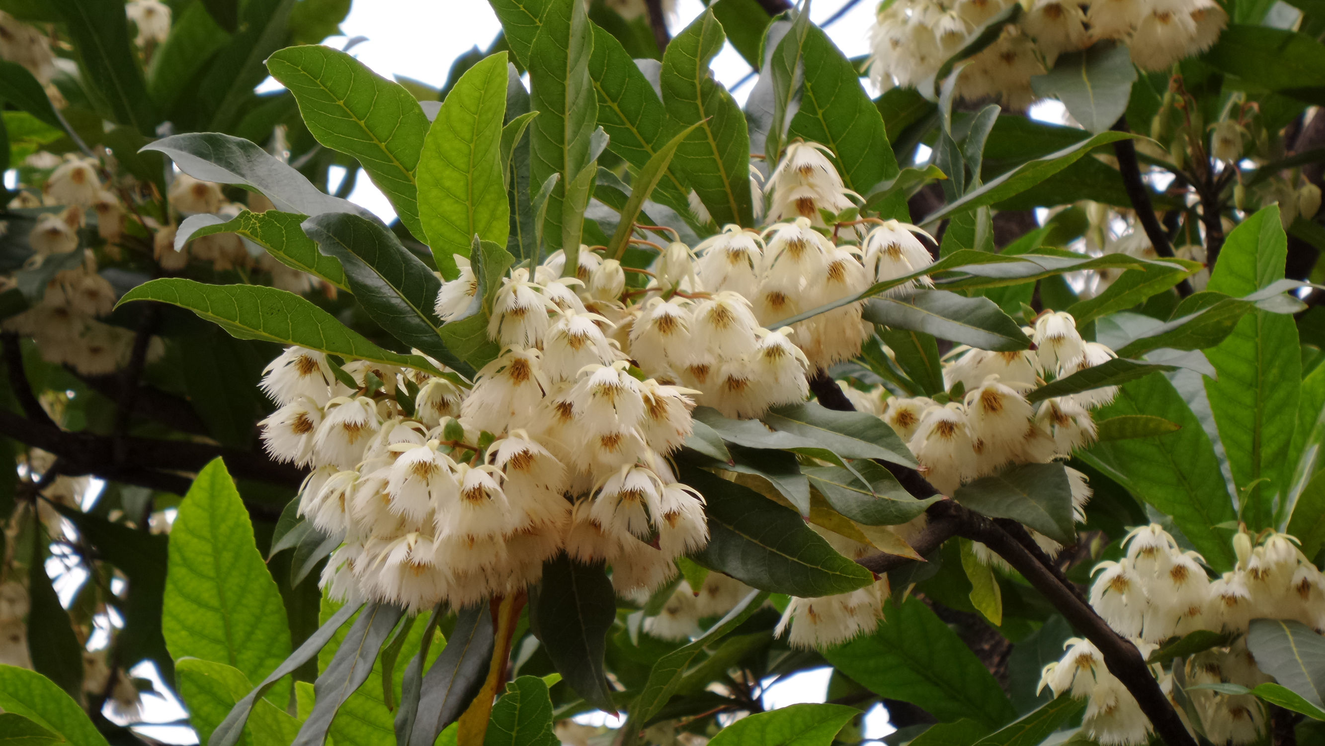 十倍光学变焦公认最好拍照手机,可变焦拍照神器