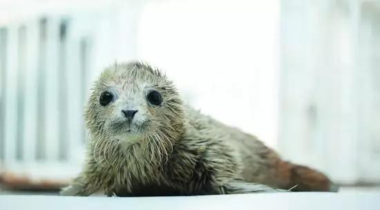 用我巨萌的强力剂,治愈你的宝宝萌化症