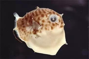 用我巨萌的强力剂,治愈你的宝宝萌化症