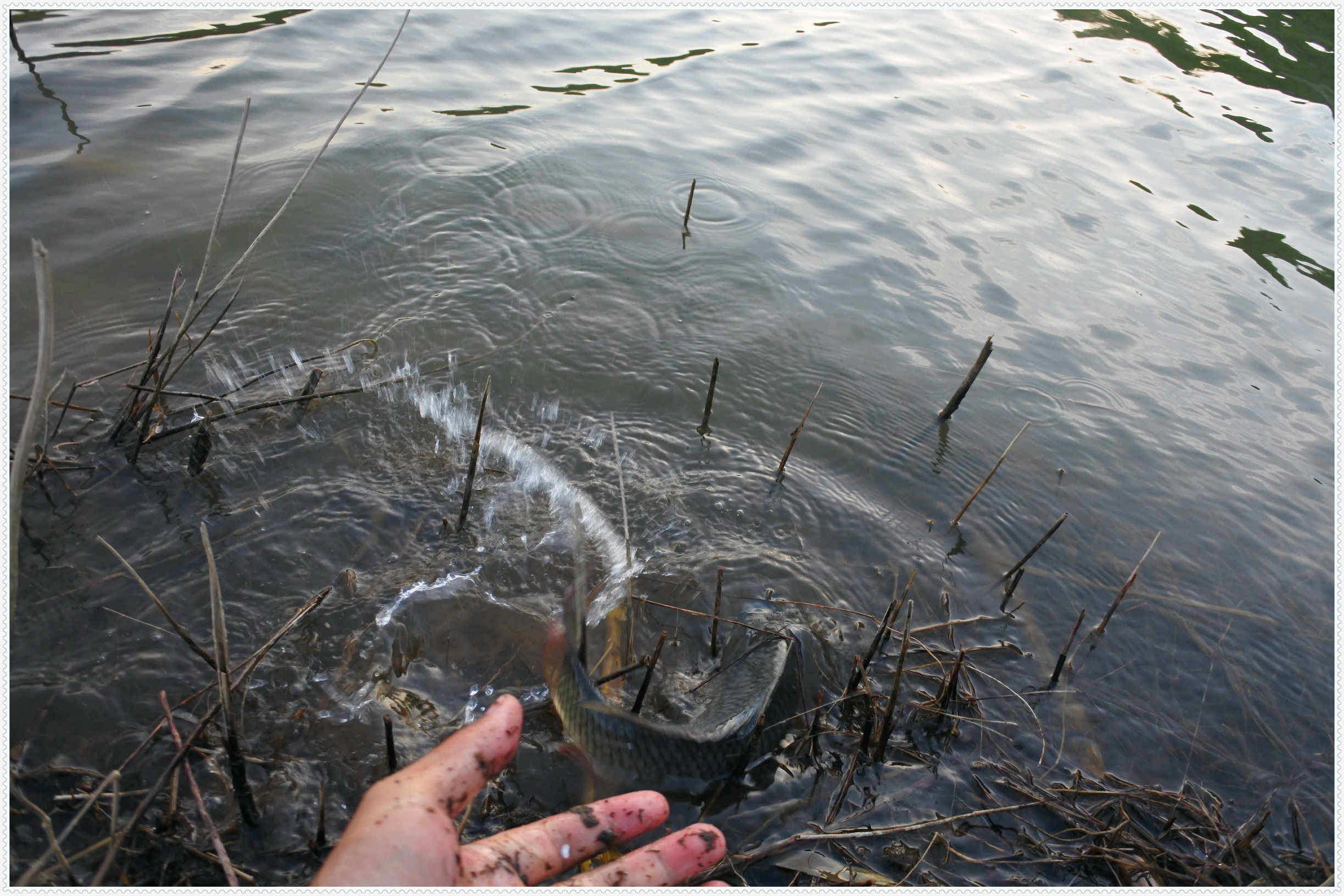 畅享春色京北水库激战黄金野鲤