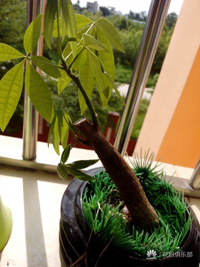 这就是3C畅玩版-手机中的白大胖小苹果