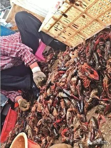 天天吃宵夜神回复,深夜扒虾你最爱吃的是哪种虾