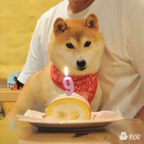 狗狗吃冰淇淋和蛋糕,狗狗在吃蛋糕