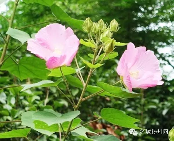 大事件！扬州要改名了！尼哪块不晓得？