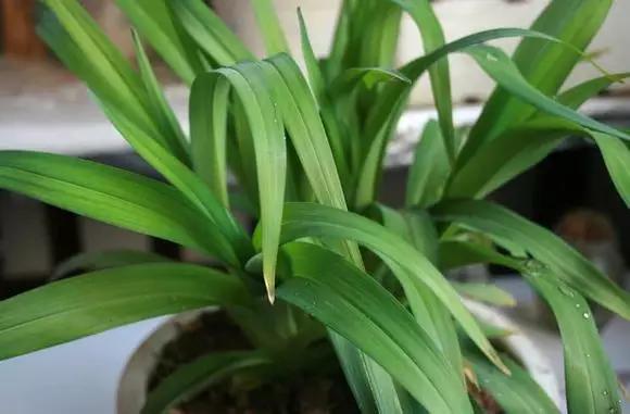 母亲节送什么盆栽植物合适,母亲节花卉盆栽推荐