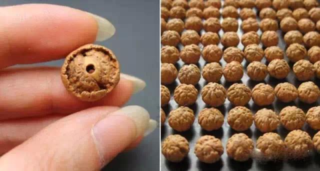 菩提哪一种好,菩提分几种哪种最好