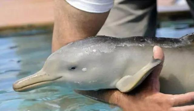 用我巨萌的强力剂,治愈你的宝宝萌化症