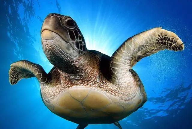 用我巨萌的强力剂,治愈你的宝宝萌化症