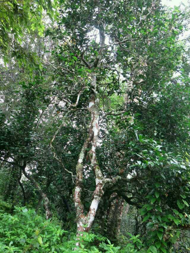 基诺山茶山徒步,六大古茶山之首