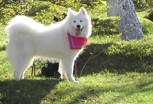 狗狗狂叫怎么让它闭嘴,狗狗狂叫萨摩怎么办