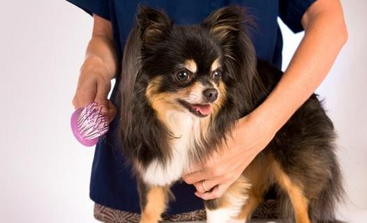 狗狗夏季掉毛严重解决办法,夏天狗狗爱得什么病