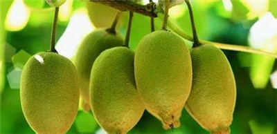 菠萝果汁名字大全,菠萝凤梨猕猴桃奇异果