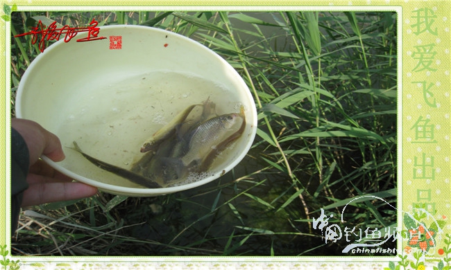 我爱飞鱼初探新钓点