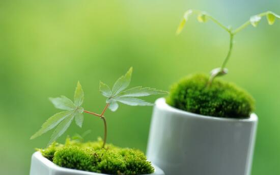 绿植花卉室内摆放实拍,绿植盆栽室内摆放