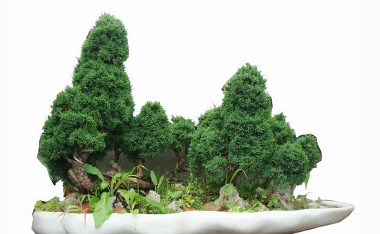 绿植花卉室内摆放实拍,绿植盆栽室内摆放