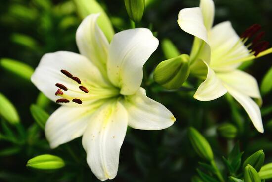 绿植花卉室内摆放实拍,绿植盆栽室内摆放