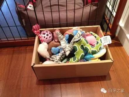 养宠知识泰迪吃什么毛色好,养一只泰迪怎么养才好看