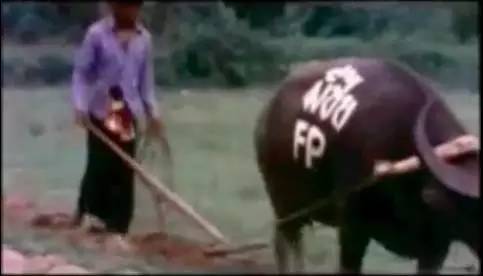 用套套挽救770万人生命！这个75岁泰国老头做到了！