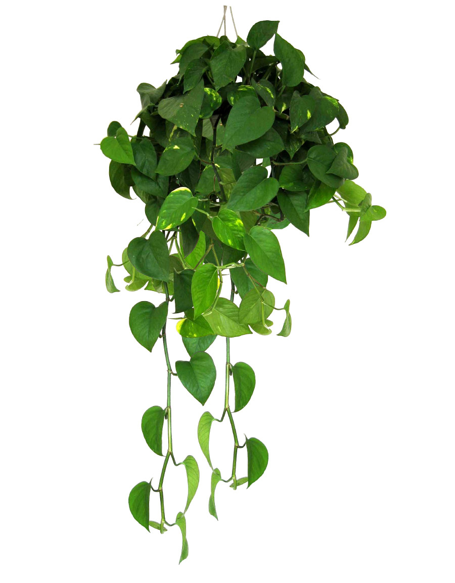 大叶绿萝茎很长叶子少需要修剪吗,大叶绿萝怎么修剪才能旺盛