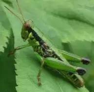 民间钓白条的高手的古法配方,民间钓鲢鳙的饵料配方秘方