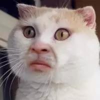 不是智商税的瘦脸神器,日本瘦脸神器pao真的有用吗