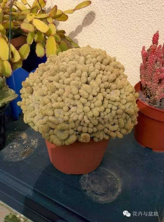 金手指怎么种,金手指怎么才能开花视频