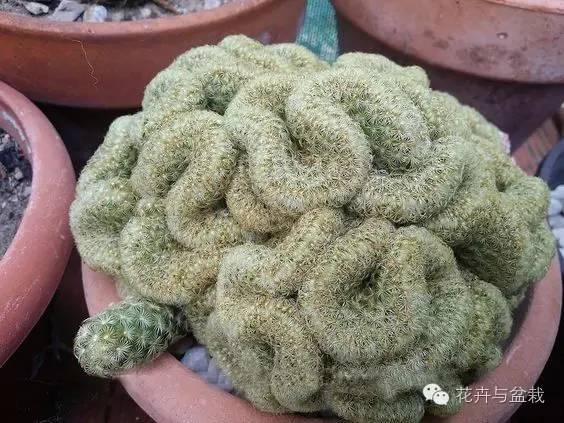 金手指怎么种,金手指怎么才能开花视频