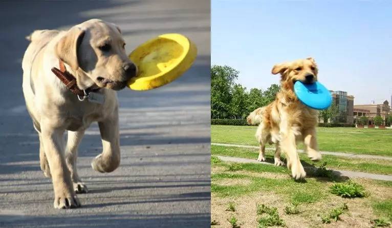 狗狗最喜欢的十大玩具推荐,狗狗最爱的玩具博美