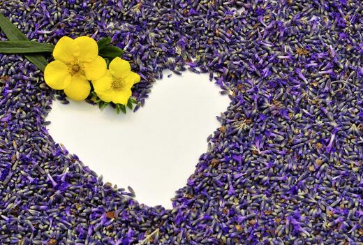 薰衣草什么时候开花最好,羊亭湿地公园春天薰衣草开花吗