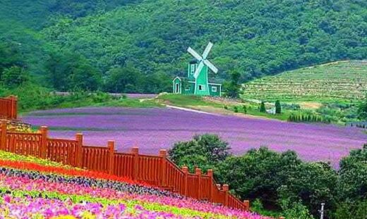 薰衣草什么时候开花最好,羊亭湿地公园春天薰衣草开花吗