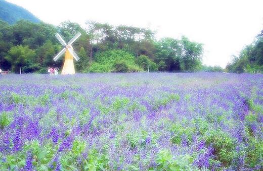 薰衣草什么时候开花最好,羊亭湿地公园春天薰衣草开花吗