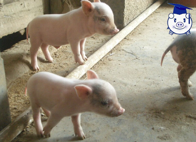 应激已经成为猪场第一杀手，在养殖过程中如何避免猪群发生应激？