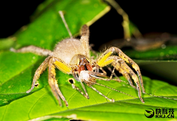 地球上最毒的15种动物,世界上最毒的动物排行