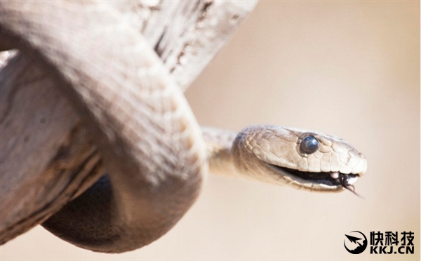 地球上最毒的15种动物,世界上最毒的动物排行