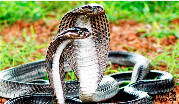 地球上最毒的15种动物,世界上最毒的动物排行